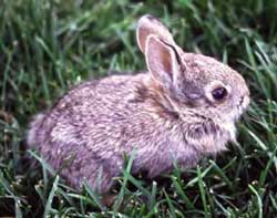 cottontail rabbit