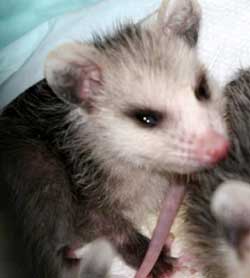 opossum