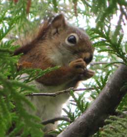 squirrel